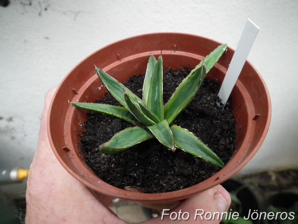 Agave viktoria renina varigata